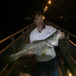 Meet your Posher, Terry